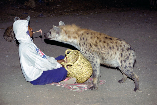 Hyena feeding at Harar. East,  Ethiopia.