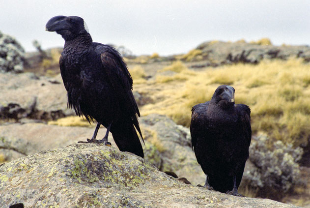 Ravens in Simien mountains. North,  Ethiopia.