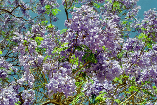 Blooming tree. North,  Ethiopia.