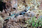 Lizard. Lalibela. Ethiopia.