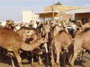 Camel market near Cairo. Egypt.