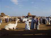 Camel market near Cairo. Egypt.