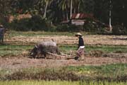 Working in rice field. Laos.
