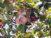 Sloth. National park Manuel Antonio. Costa Rica.