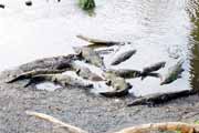 Crocodiles at river. Costa Rica.