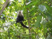 White-faced capuchin monkey. National park Manuel Antonio. Costa Rica.