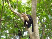 White-faced capuchin monkey. National park Manuel Antonio. Costa Rica.