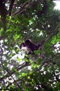 Monkey, Tikal. Guatemala.
