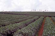 Tea plantation. Vietnam.