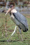 Marabou stork (Leptoptilos crumeniferus), Ziway lake. South,  Ethiopia.
