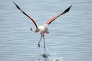 Greater Flamingo (Phoenicopterus ruber), Shala lake. Ethiopia.