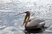 Pink-backed Pelican (Pelecanus rufescens), Shala lake. Ethiopia.