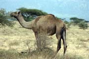 Camel on the way to Jinka. South,  Ethiopia.