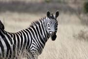 Zebra, Nechisar National Park. South,  Ethiopia.
