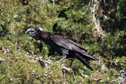 Thick-billed raven (Corvus crassirostris). Bale Mountain National Park. South,  Ethiopia.