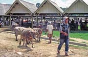 Main weekly market at Rantepao, Tana Toraja area. Sulawesi, Indonesia.