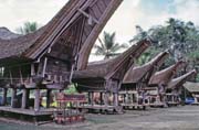 Traditional houses tongkonan, Tana Toraja area. Sulawesi,  Indonesia.