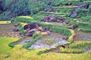 Ricefield, Tana Toraja area. Sulawesi,  Indonesia.