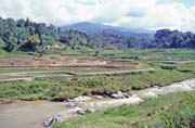Ricefield, Mamasa valley, Tana Toraja area. Sulawesi,  Indonesia.