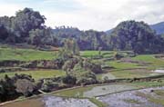 Ricefields along way from Mamasa to Rantepao. Tana Toraja area. Indonesia.
