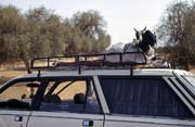 The best way to transport goat, Podor. Senegal.