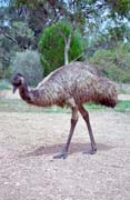 Ostrich. Mount Remarkable national park. Australia.