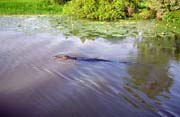 Crocodile at Yellow Water river. Kakadu national park. Australia.