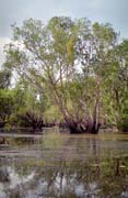 Yellow Water river. Kakadu National park. Australia.