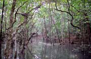 Mangrove swamp. Cape Tribulation area. Australia.