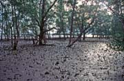 Mangroves. Bako national park. Sarawak,  Malaysia.