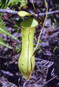 Insectivorous plant. Kalimantan,  Indonesia.