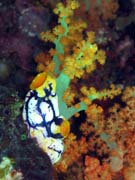 Polycarpa aurata and corals. Diving around Bangka island, Sahaung dive site. Sulawesi,  Indonesia.