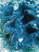 Giant Clams, Diving around Bunaken island, Fukui dive site. Sulawesi,  Indonesia.