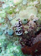 Nudibranch. Diving around Bunaken island, Mandolin dive site. Sulawesi,  Indonesia.
