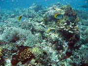 Diving around Bunaken island, Mandolin dive site. Indonesia.