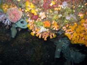Diving around Bunaken island, Chelo Chelo dive site. Indonesia.
