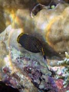 Spotted Boxfish (Ostracion meleagris). Diving around Bunaken island, Alban dive site. Indonesia.