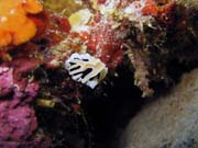 Nudibranch. Diving around Togian islands, Kadidiri, Taipee Wall dive site. Sulawesi,  Indonesia.