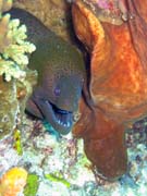 Giant moray eel (Gymnothorax javanicus). Diving around Togian islands, Kadidiri, Two Canyons dive site. Sulawesi,  Indonesia.