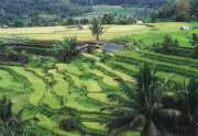 Rice fields near Bukittinggi town. Sumatra, Indonesia.
