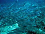 Barracudas. Diving around Togian islands, Kadidiri, Batu Gila dive site. Sulawesi,  Indonesia.