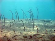 Garden eel. Diving around Togian islands, Una Una, Apollo dive site. Indonesia.