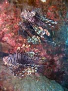 Lionfish. Diving around Togian islands, Una Una, Apollo dive site. Sulawesi,  Indonesia.