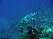 Diving around Togian islands, Una Una, Fishermania/Pinnacle dive site. Sulawesi,  Indonesia.