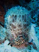 Squid. Diving around Togian islands, Kadidiri, Dominic Rock dive site. Indonesia.