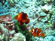Clown Anemonefish. Diving around Togian islands, Kadidiri, Dominic Rock dive site. Indonesia.