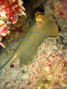 Bluespotted ray (Dasyatis kuhlii). Diving around Togian islands, Kadidiri, Taipai island dive site. Indonesia.