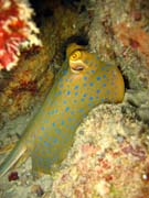 Bluespotted ray (Dasyatis kuhlii). Diving around Togian islands, Kadidiri, Taipai island dive site. Indonesia.