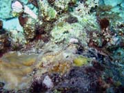 Pipefish. Diving around Biak islands, Owi island dive site. Indonesia.