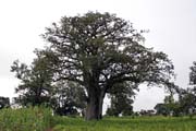 Nice huge tree. Boukoumbé area. Benin.